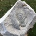 Perisphinctes sp.
